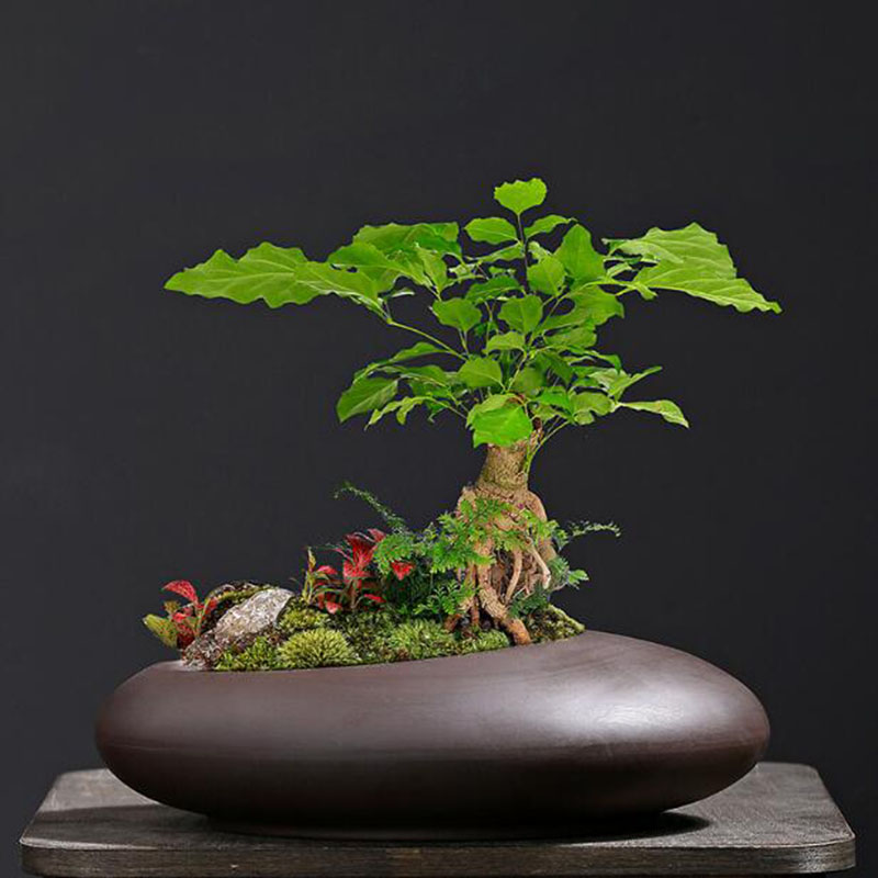 Retro Paarse Klei Plantenpot C - Orchid Potting Mix recensie en prijs