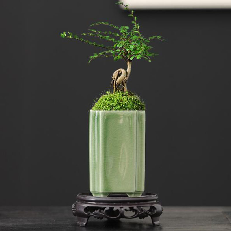 Porselein Vierkant Celadon Geg - Orchid Potting Mix recensie en prijs