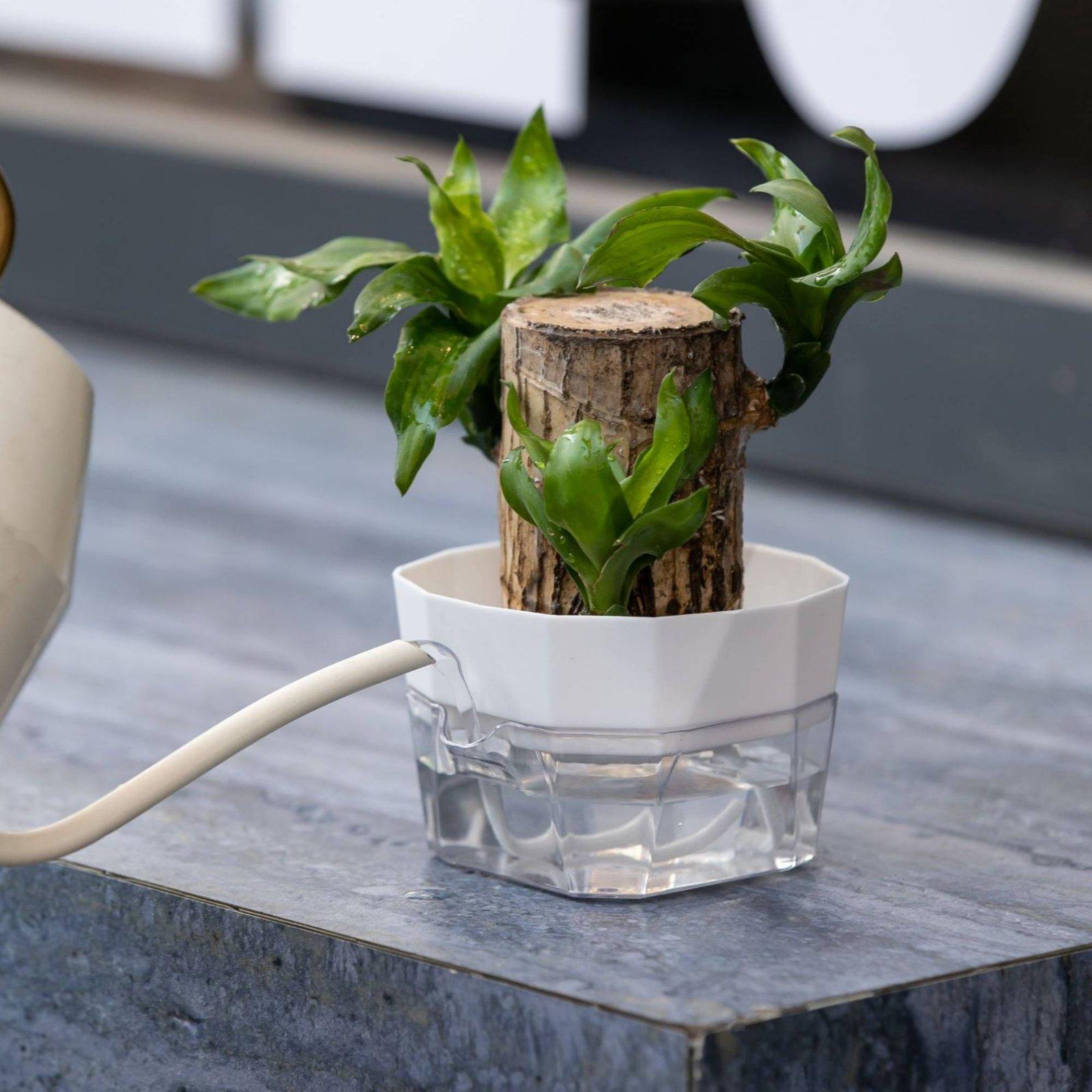 Hydroponische vaas met twee la - Self-Watering Planter recensie en prijs