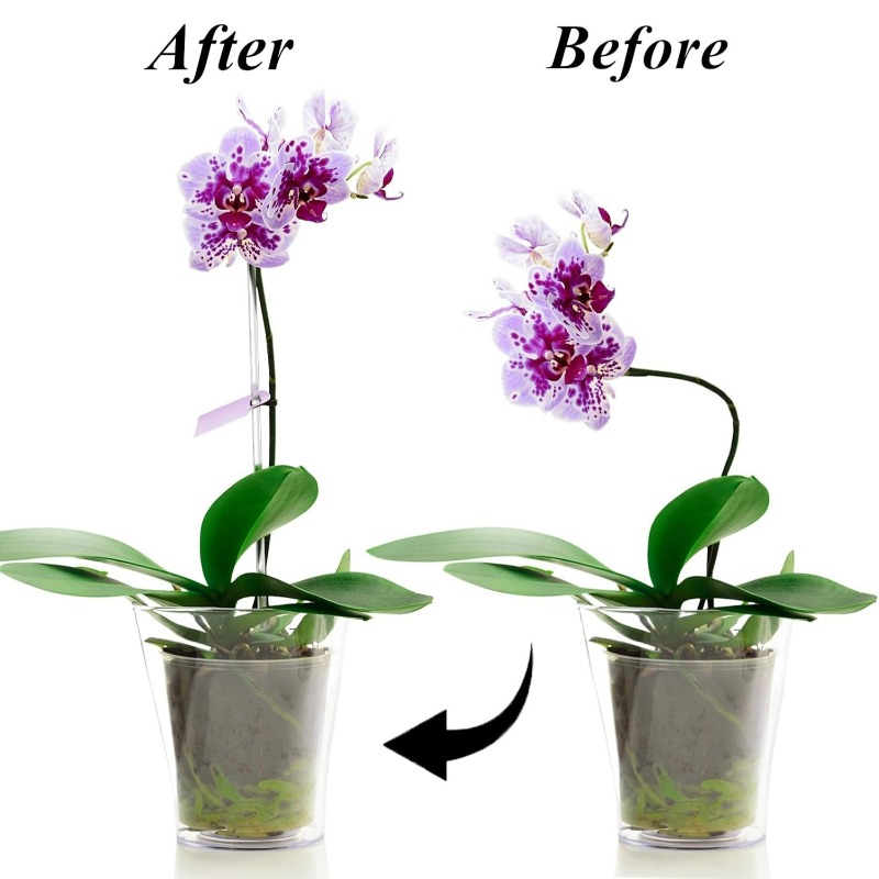 Herbruikbare transparante bloe - Orchid Potting Mix recensie en prijs