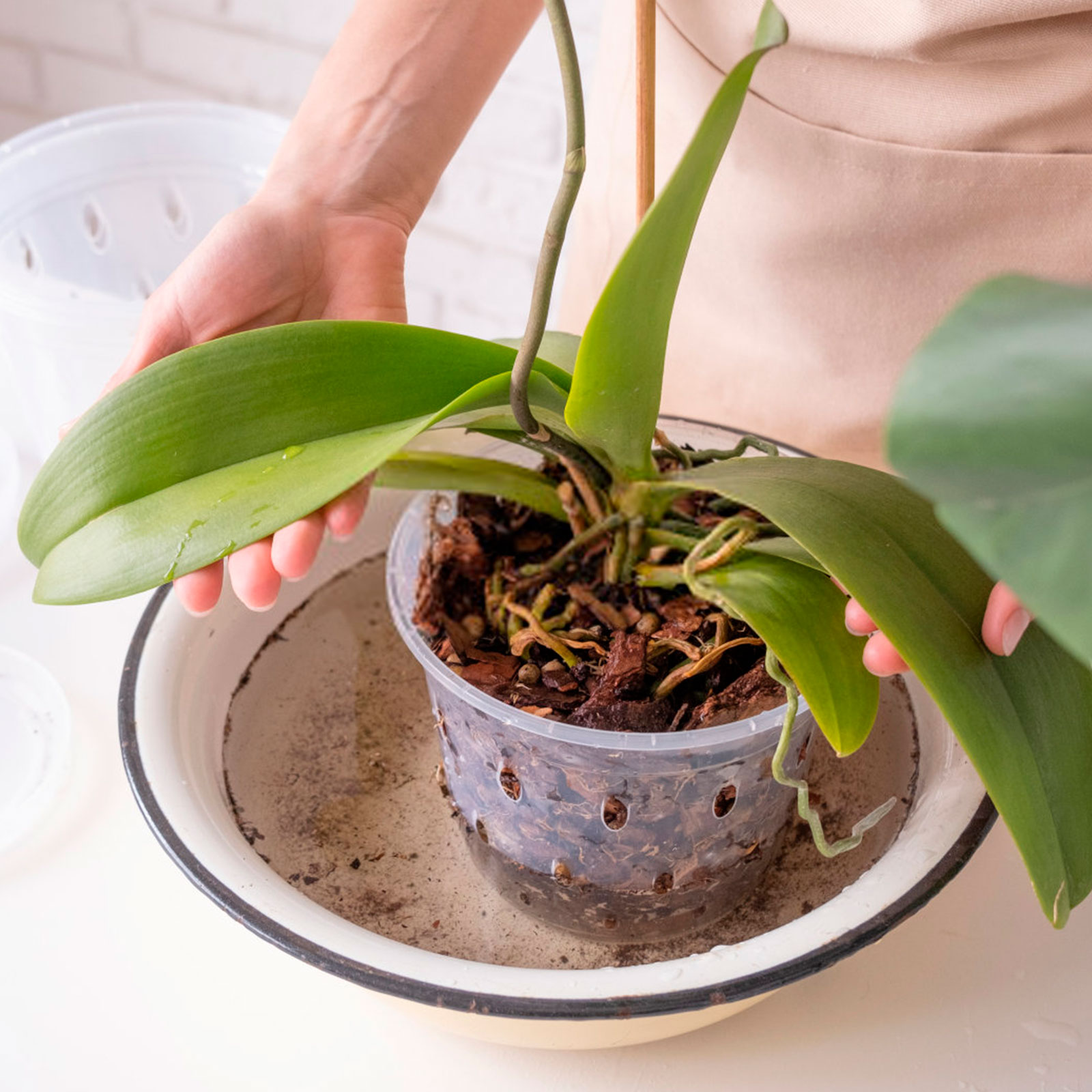 5 Stuks Orchidee Pot Voor Verp - Orchid Potting Mix recensie en prijs